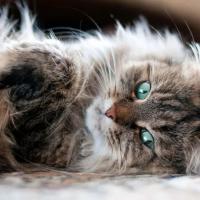 Сибирский кот