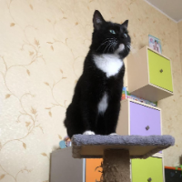 Мурзик-Великолепный