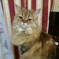 Лакси