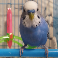 Кеша