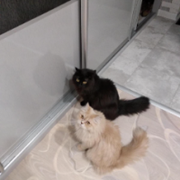 Вася- МАСЯ-ВАСЯ